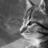 Molly_TheCat's profile image