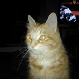 6 year old cat. Not afraid to have some 'nip and a pint of Sealtest 2%. 

Big fan of birds and windy trees.