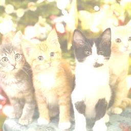 猫ありきわが人生。ME/CFS 線維筋痛症で自由が利かないパートナーに寄り添えるようになりたい。
