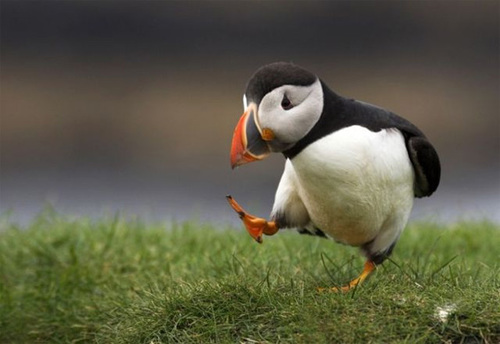 PuffinHashtag's profile picture. I'm a puffin and this is what happens when I attempt to tweet and hashtag. Too much for my small brain.