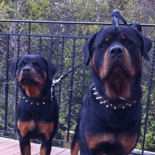 rottweilerritch Profile Picture