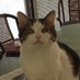 Princess Kitty (@condo_kitty) Twitter profile photo