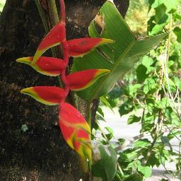 IslandRomance1's profile picture. lovin' life on two islands - travel, art, random musings and of course the sea