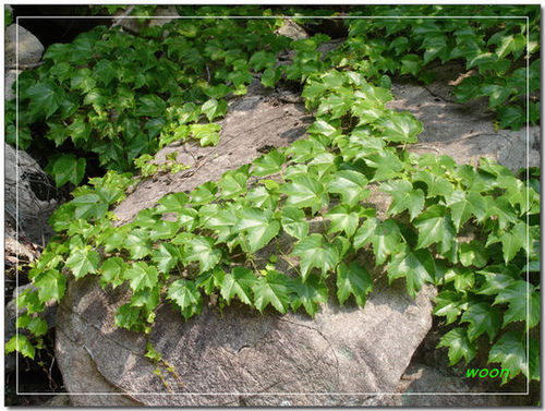 hzy100744's profile picture. 바다 풀 나무 숲 장마 고양이 산울림 송지나 하루키 칼국수