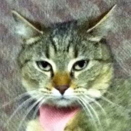 I was hired to hunt mice in the Anchorage Opera office. I stumbled upon my love of opera when I moved here! I'm a fan of Meowzart, and we even share a birthday!