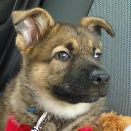 I was born a German Shepherd.  My Parents have trained me to be A Therapy Dog.  I go everywhere with Mom!