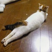 鈴木大介・文筆業 (@dyskens) 's Twitter Profile Photo 鈴木大介・文筆業 (@dyskens) 's Twitter Profile Photo