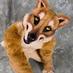Fuzzy McSmoot (@nitropup) Twitter profile photo