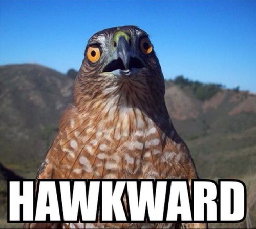 I'm just one of those awkward hawks you motherfucker.