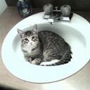 Kaley Potter - @kaleycatclaws - Twitter