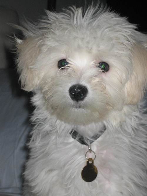 SmittyInTheCity's profile picture. 1/2 Maltese,1/2 Poodle, 100% love machine