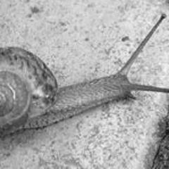 dullclaw's profile picture. Tax thieves of the world, unite.