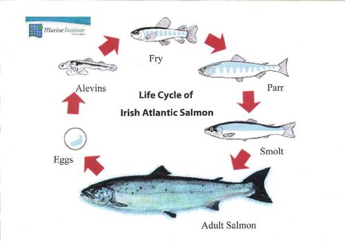 Atlantic salmon research on marine survival and migration.