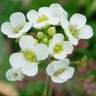 stepheniwright's profile picture. Plant Evolutionary Geneticist