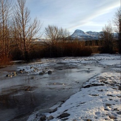 RisingWolves's profile picture. 