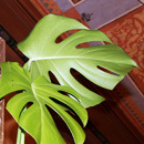 I am a philodendron located in the Waring House at Denver Botanic Gardens. I'm a part of Botanicalls, the system that helps plants reach out to people.