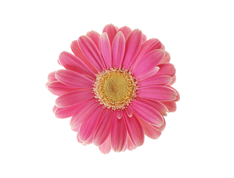 LancMoms's profile picture. 