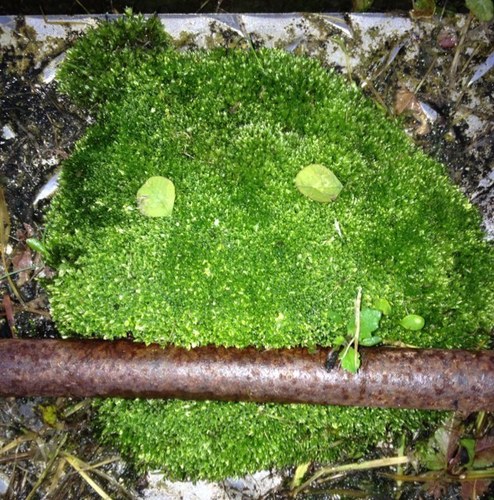 Bryophyte, kératine et pixel!
