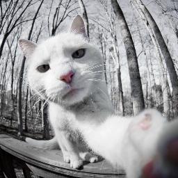 Tuan punya kucing 🏴‍☠️