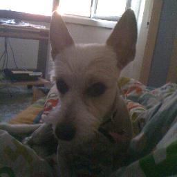 robertasipone's profile picture. 