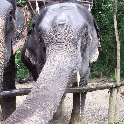 RossTheNinja's profile picture. 