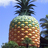 pinneaple4's profile image