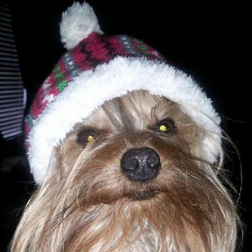 The Tweeting #Yorkie. I'm bringing sexy back. Occasionally I leave little turds on @TheBeatGeeks' carpet. Im a #geeker and we have #justinbiebers shoes! haha
