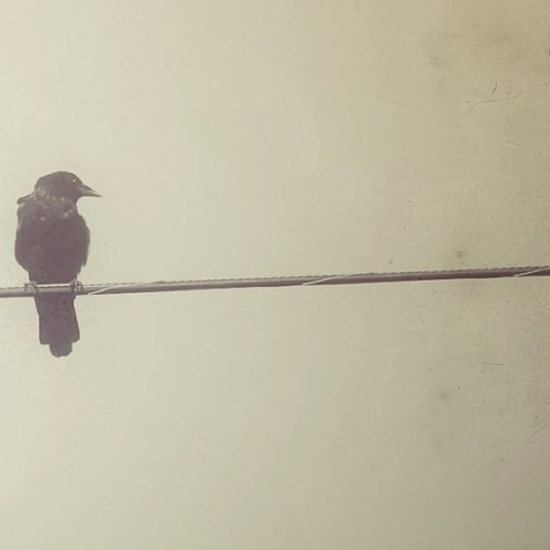 The Silenced And Forgotten.