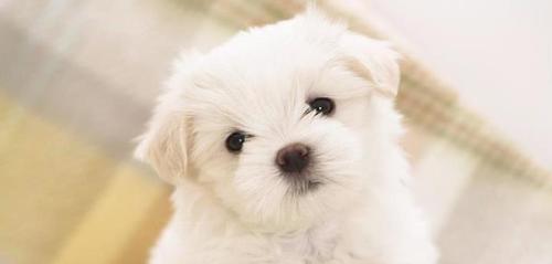 KpeklerD's profile picture. 