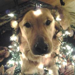 VirginiaAnnie's profile picture. Retired Enrichment & Volunteer Coordinator at Community Education, former teacher in VA & KY. Martinsville, VA native.. Mom of Lucy the dog & Sebastian the cat.