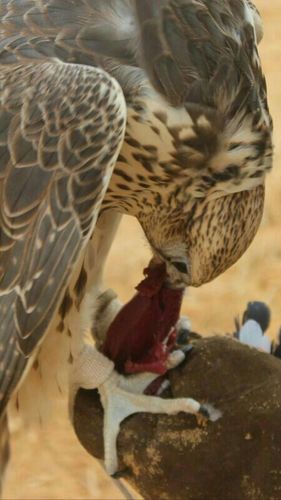 Abumoha42759724's profile picture. أكتب وأنقل مااايروق لي وأقبل النقد واكره الروافض وأحاول الوقوف مع اخوننا بالشاام وأحب الصالحين (ضحك/فرفشه/سواالف)بمايرضي ربناااا