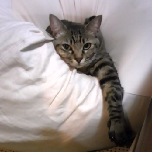 t_a1970's profile picture. 