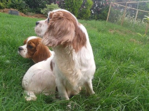 Cavalier King Charles Spaniel, Alman Kurdu, Golden cinslerin üretimi. Can dostlarınızın eğitimi, pansiyonu, sosyal aktivite hizmetleri vermekteyiz.
