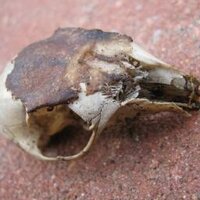 Worst_Episode_Eva ☕ (@worstepisodeeva) 's Twitter Profile