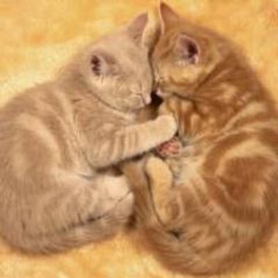 恋名言 歌詞bot Bot Twitter