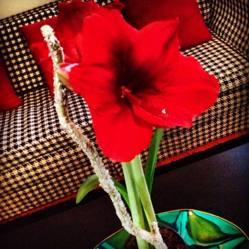 carver_com's profile picture. 