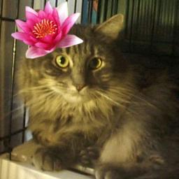 NYCRescuedKitty's profile picture. NYC Rescued Kitties rescues cats from the mean streets of NYC. We find, fix, feed, foster and comfort them until we find good homes for them. WE ARE a NON-KILL!