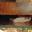 Alfred Roy - @HornflyRoy - Twitter