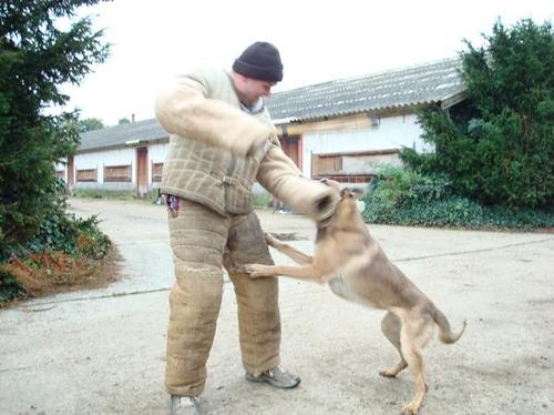 chauffeur,trucker ,dogtrainer ,dogbreeder of belgian malinois