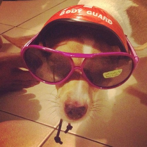 gyozaa1's profile picture. 