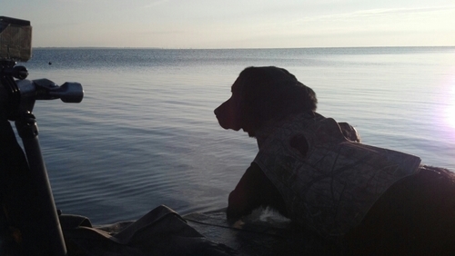 Muddy Dog Outdoors was formed to give the hardcore waterfowler a place where they can find everything they need to be successful in the feild.