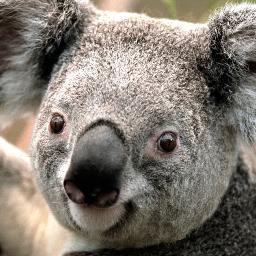 CopyleftEmpty's profile picture. 