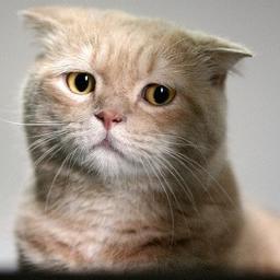 Mafu.さんのプロフィール画像