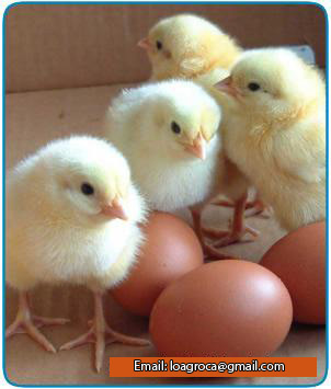 UN NUEVO CONCEPTO EN SERVICIO
Venta de insumos agropecuarios y Medicina Veterinaria.
+58-276-6724035/ loagroca@gmail.com