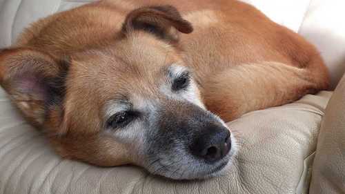 Rakuda Minami01 Twitter