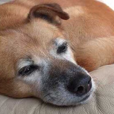 Rakuda Minami01 Twitter