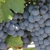 UniversidadeDo Vinho (@palestradovinho) Twitter profile photo