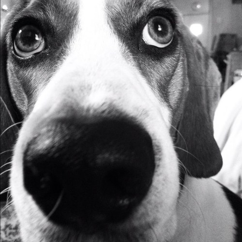 BeagleJax's profile picture. i tweet when my mom isn't looking.