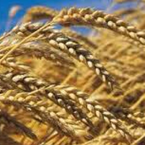 Didier_Quintard's profile picture. 