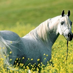 El potro da tiempo al tiempo 
xque le sobra la edad
Caballo Viejo no puede 
perder la flor q le dan
xque después de esta vida 
no hay otra oportunidad